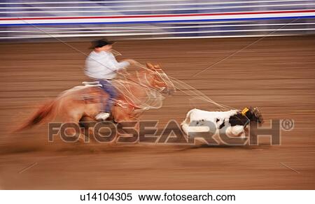 Stock Photography - Calf roping. Fotosearch