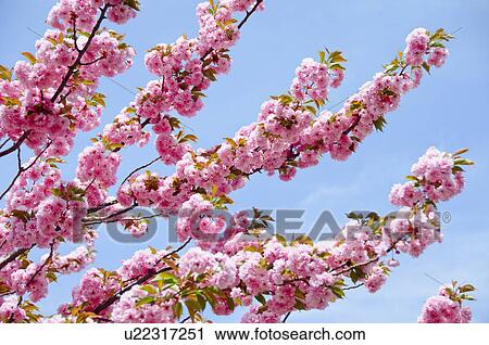Stock Image - Cherry Blossoms. Fotosearch