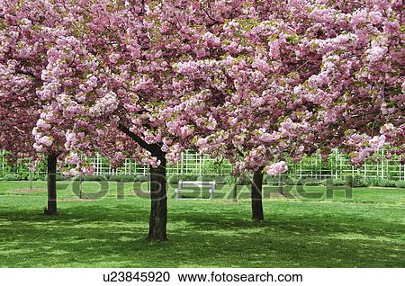 Stock Image - Cherry Blossoms. Fotosearch