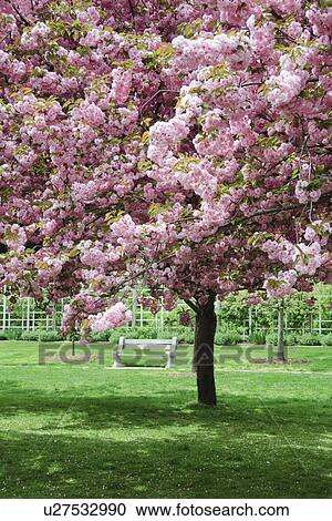 Cherry Blossoms View Large Photo Image Stock Image - Cherry Blossoms. Fotosearch