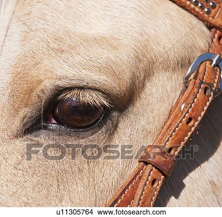 Close-up of horse's eye View Large Photo Image Picture - Close-up of horse's eye. Fotosearch