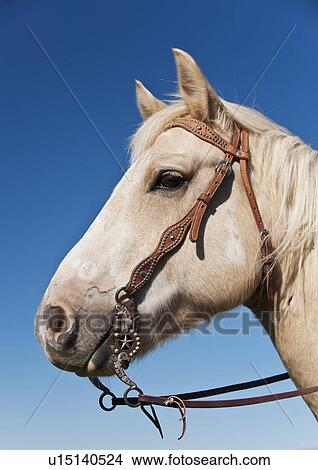 Close-up of Horse's head View Large Photo Image Picture - Close-up of Horse's head. Fotosearch
