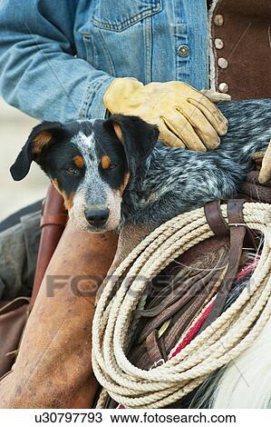 Cowboy and dog on horse View Large Photo Image Stock Image - Cowboy and dog on horse. Fotosearch