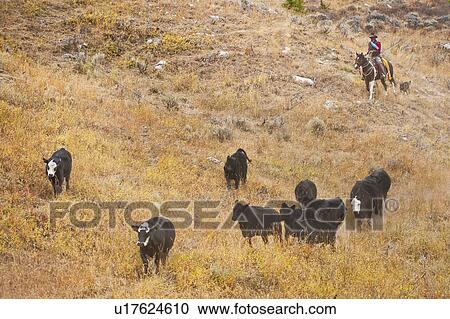 Cowboy herding cattle View Large Photo Image Stock Image - Cowboy herding cattle. Fotosearch