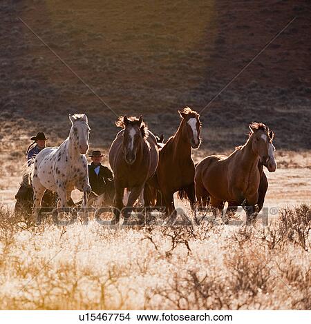Cowboy herding horses View Large Photo Image Picture - Cowboy herding horses. Fotosearch