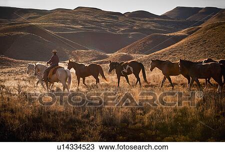 Cowboy herding horses View Large Photo Image Stock Image - Cowboy herding horses. Fotosearch