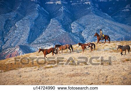 Cowboy herding wild horses View Large Photo Image Stock Image - Cowboy herding wild horses. Fotosearch