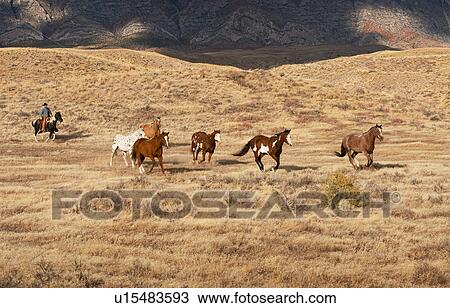Stock Image - Cowboy herding wild horses. Fotosearch