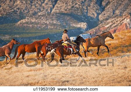 Cowboy herding wild horses View Large Photo Image Stock Photo - Cowboy herding wild horses. Fotosearch
