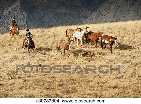 Cowboys herding wild horses View Large Photo Image Picture - Cowboys herding wild horses. Fotosearch