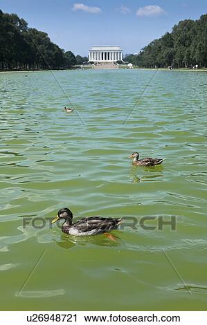 Ducks swimming View Large Photo Image Stock Image - Ducks swimming. Fotosearch
