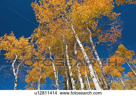 Fall foliage View Large Photo Image Picture - Fall foliage. Fotosearch