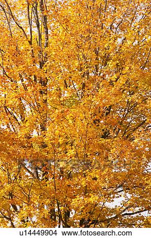 Picture - Fall foliage. Fotosearch