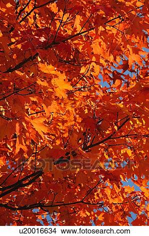 Fall Foliage View Large Photo Image Picture - Fall Foliage. Fotosearch