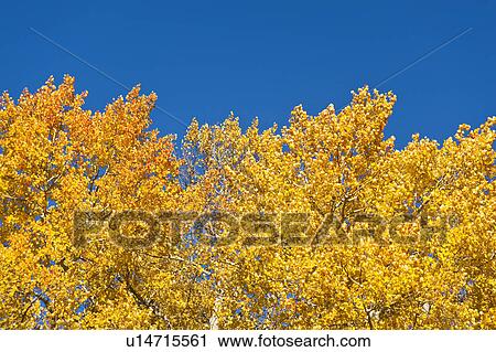 Stock Image - Fall foliage. Fotosearch
