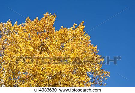 Stock Image - Fall foliage. Fotosearch