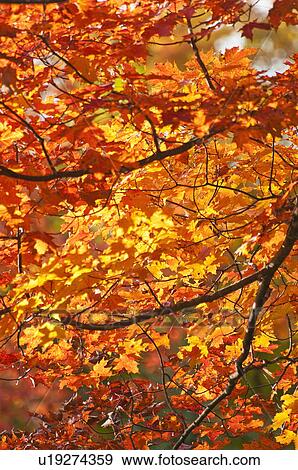 Stock Photo - Fall Foliage. Fotosearch