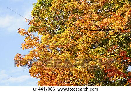 Fall foliage View Large Photo Image Stock Photograph - Fall foliage. Fotosearch
