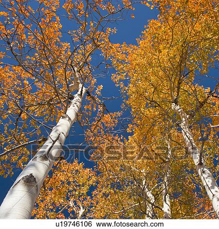 Stock Photograph - Fall foliage. Fotosearch