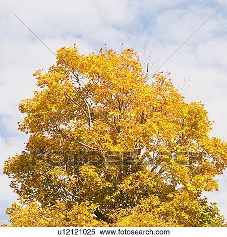 Fall foliage View Large Photo Image Stock Photography - Fall foliage. Fotosearch