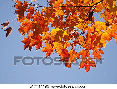 Stock Photography - Fall Foliage. Fotosearch