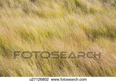 Stock Image - Field. Fotosearch