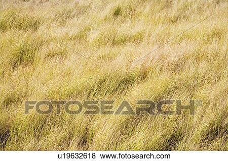 Stock Photo - Field. Fotosearch
