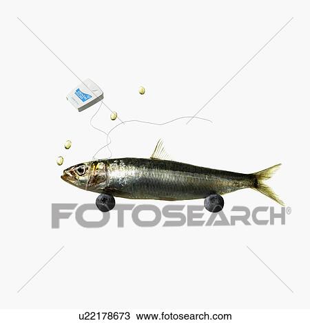 Fish and dental floss View Large Photo Image Stock Image - Fish and dental floss. Fotosearch