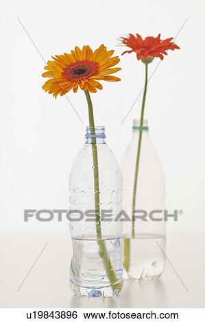 Flowers in water bottles View Large Photo Image Stock Photograph - Flowers in water bottles. Fotosearch