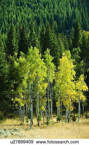 Forest View Large Photo Image Stock Photo - Forest. Fotosearch