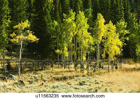 Stock Photography - Forest. Fotosearch