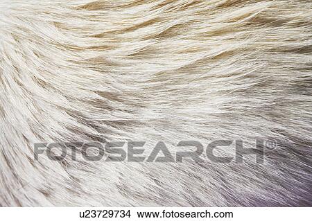 Picture - Fur. Fotosearch