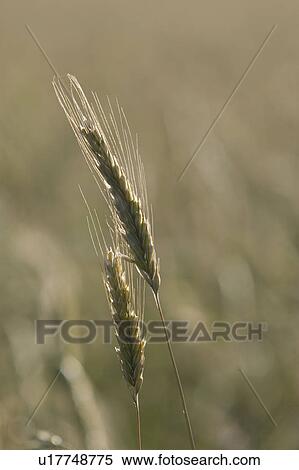 Stock Photography - Grain. Fotosearch