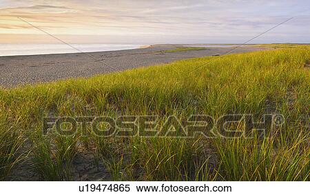Grass beside beach View Large Photo Image Stock Photography - Grass beside beach. Fotosearch