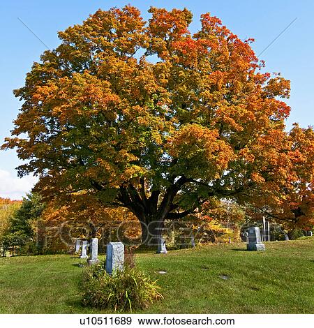 Stock Photo - Graveyard. Fotosearch