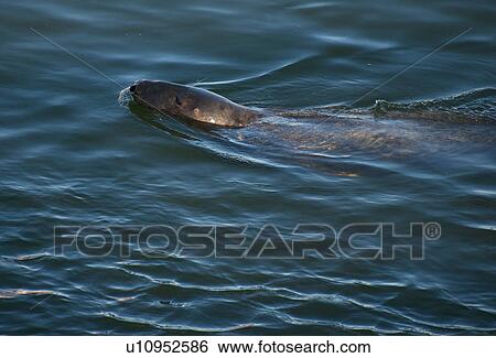 Stock Photograph - Harbor seal. Fotosearch