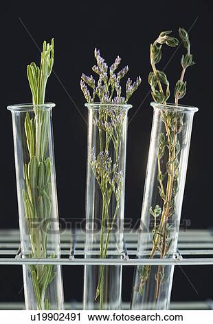 Stock Image - Herbs in test tubes. Fotosearch