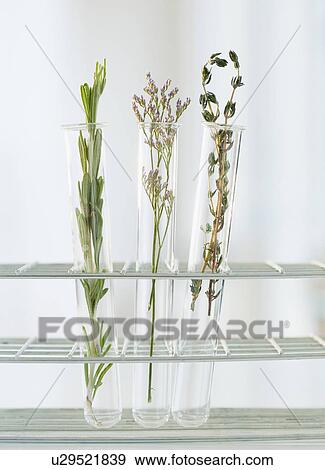 Herbs in test tubes View Large Photo Image Stock Photo - Herbs in test tubes. Fotosearch