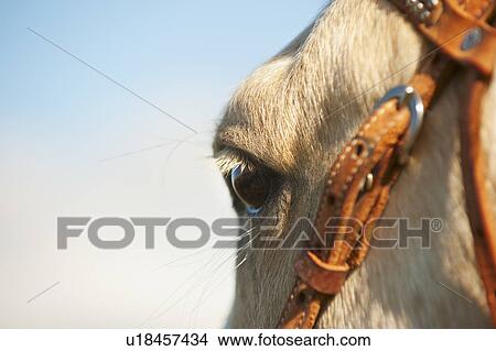 Picture - Horse bridle. Fotosearch