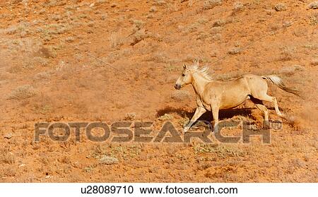 Horse in field View Large Photo Image Stock Image - Horse in field. Fotosearch