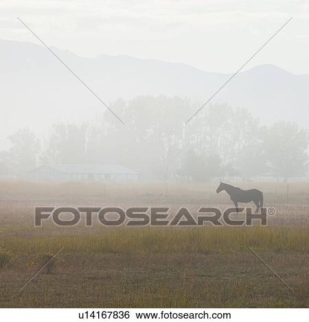 Stock Photograph - Horse in field. Fotosearch