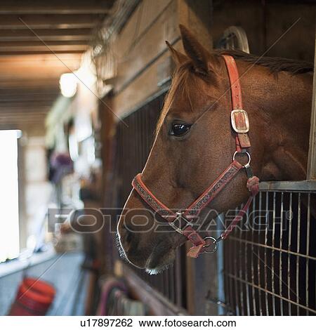 Horse in stall View Large Photo Image Stock Image - Horse in stall. Fotosearch
