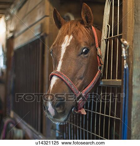 Horse in stall View Large Photo Image Stock Photography - Horse in stall. Fotosearch