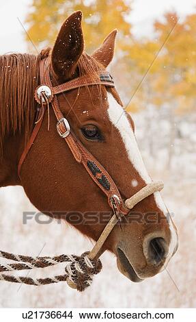Picture - Horse. Fotosearch