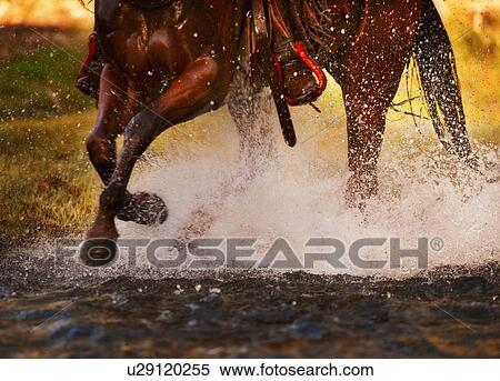 Stock Photography - Horse running in water. Fotosearch