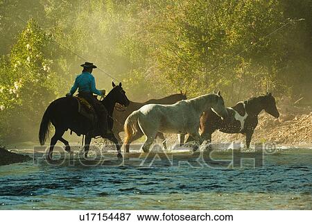 Stock Photo - Horseback rider herding horses. Fotosearch
