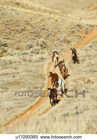 Horseback rider herding wild horses View Large Photo Image Stock Image - Horseback rider herding wild horses. Fotosearch