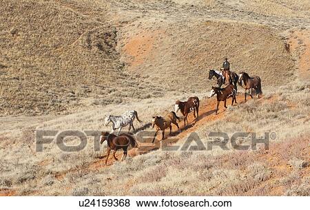 Horseback rider herding wild horses View Large Photo Image Stock Photo - Horseback rider herding wild horses. Fotosearch