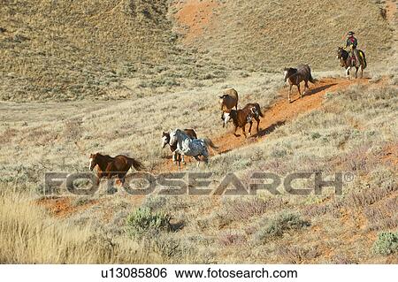 Horseback rider herding wild horses View Large Photo Image Stock Photograph - Horseback rider herding wild horses. Fotosearch