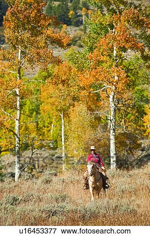Horseback rider View Large Photo Image Stock Photo - Horseback rider. Fotosearch